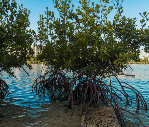 photo of mangroves at the Condado Lagoon