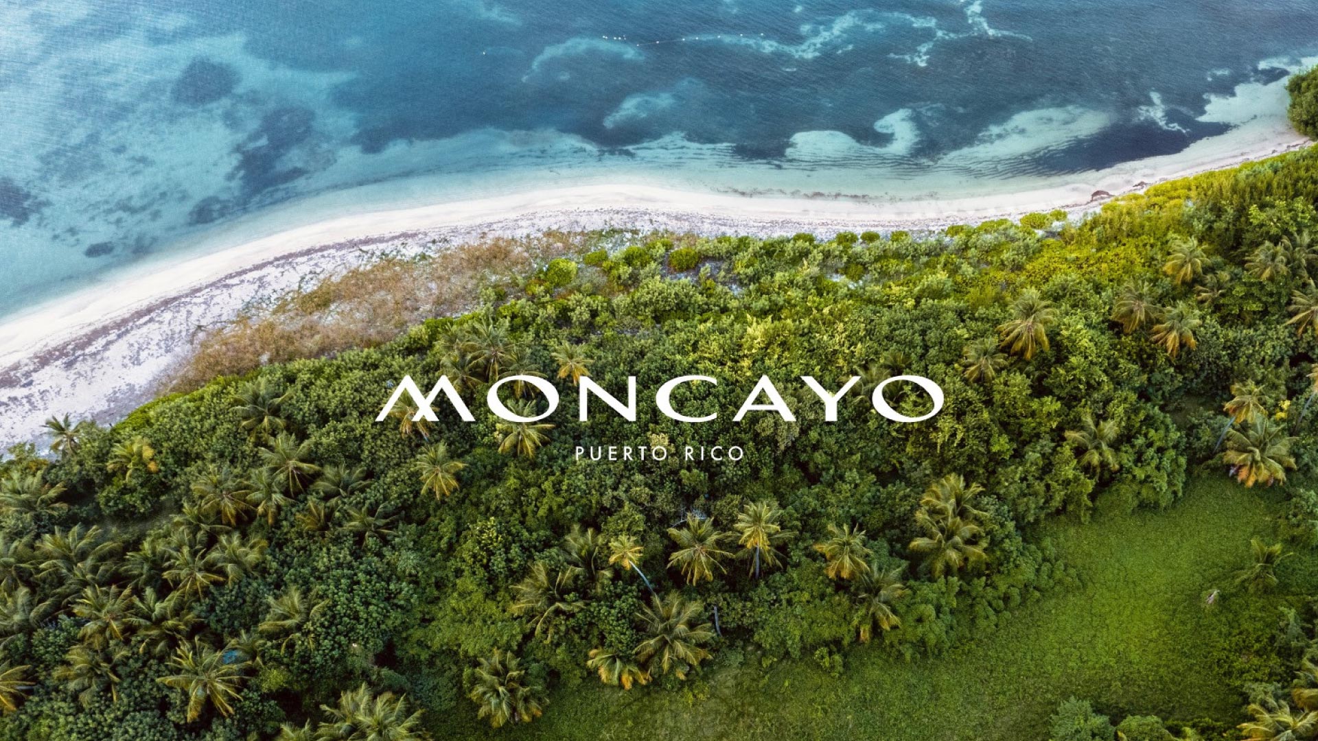 Moncayo logo with a picture of the beach and palm trees as background